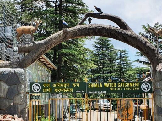 The Reserve Forest Sanctuary in Shimla, located on one of Asia's largest watersheds, is an ideal destination for nature admirers, wildlife enthusiasts, photographers, and those seeking serenity.